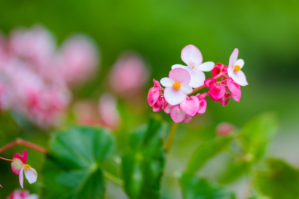 pink and white flower in tilt shift lens