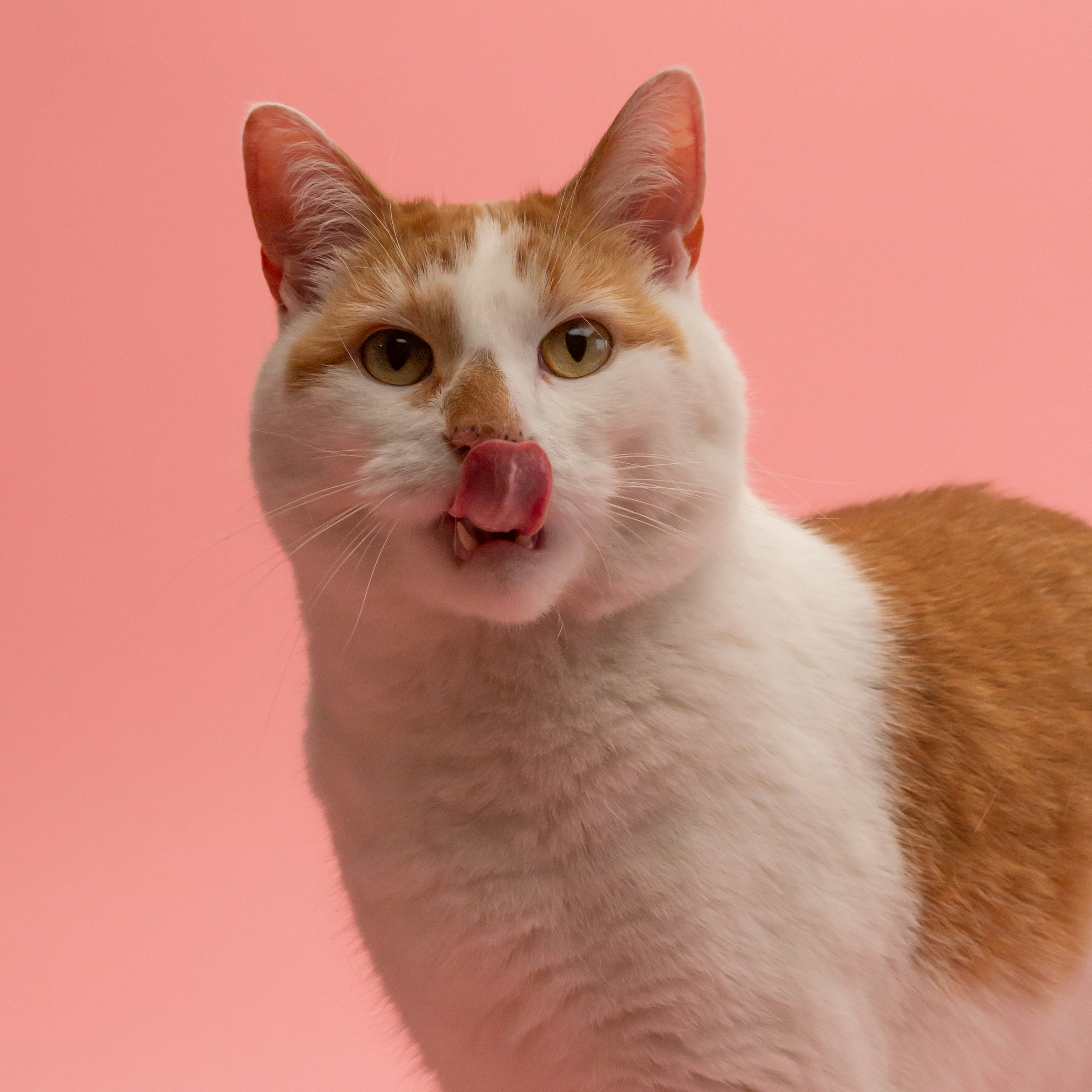 Cat Treats