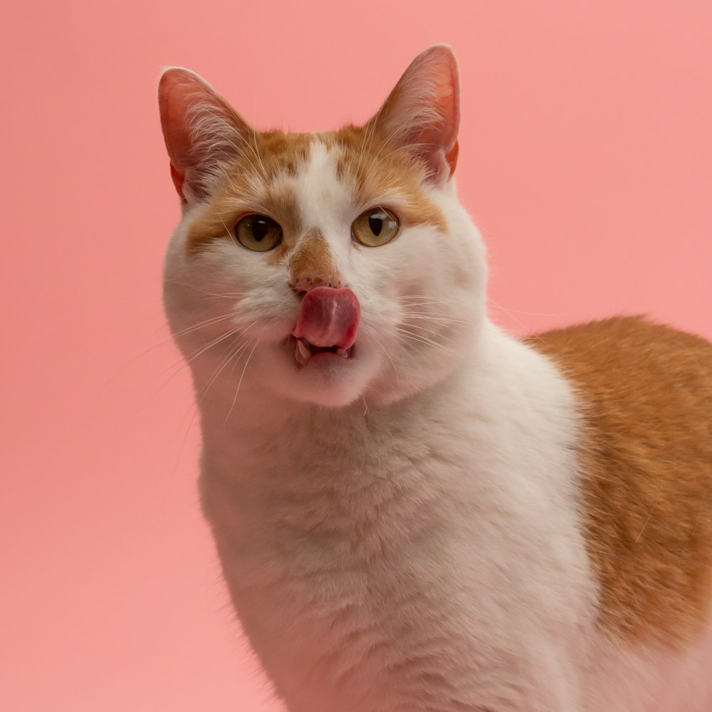 orange and white tabby cat