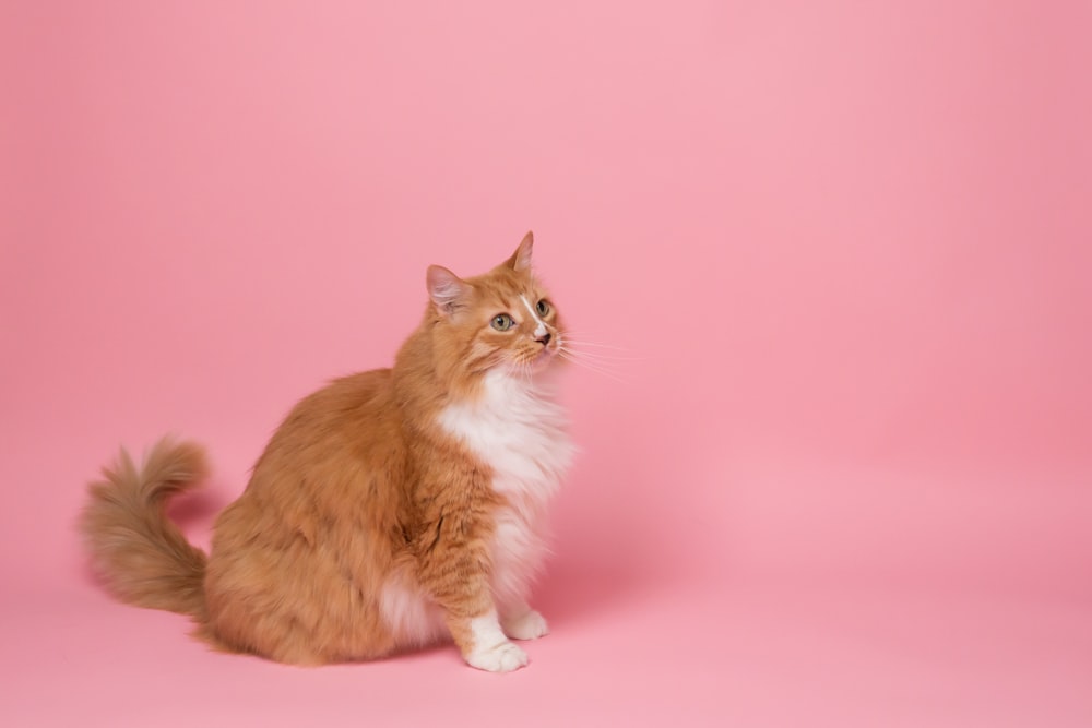 분홍색 표면에 주황색과 흰색 고양이