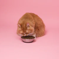 A smart feeding station for cats featuring a minimalist design in black and white with a hint of orange.
