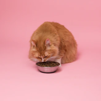 Close-up of a happy cat eating natural food from a rustic bowl in a cozy home setting