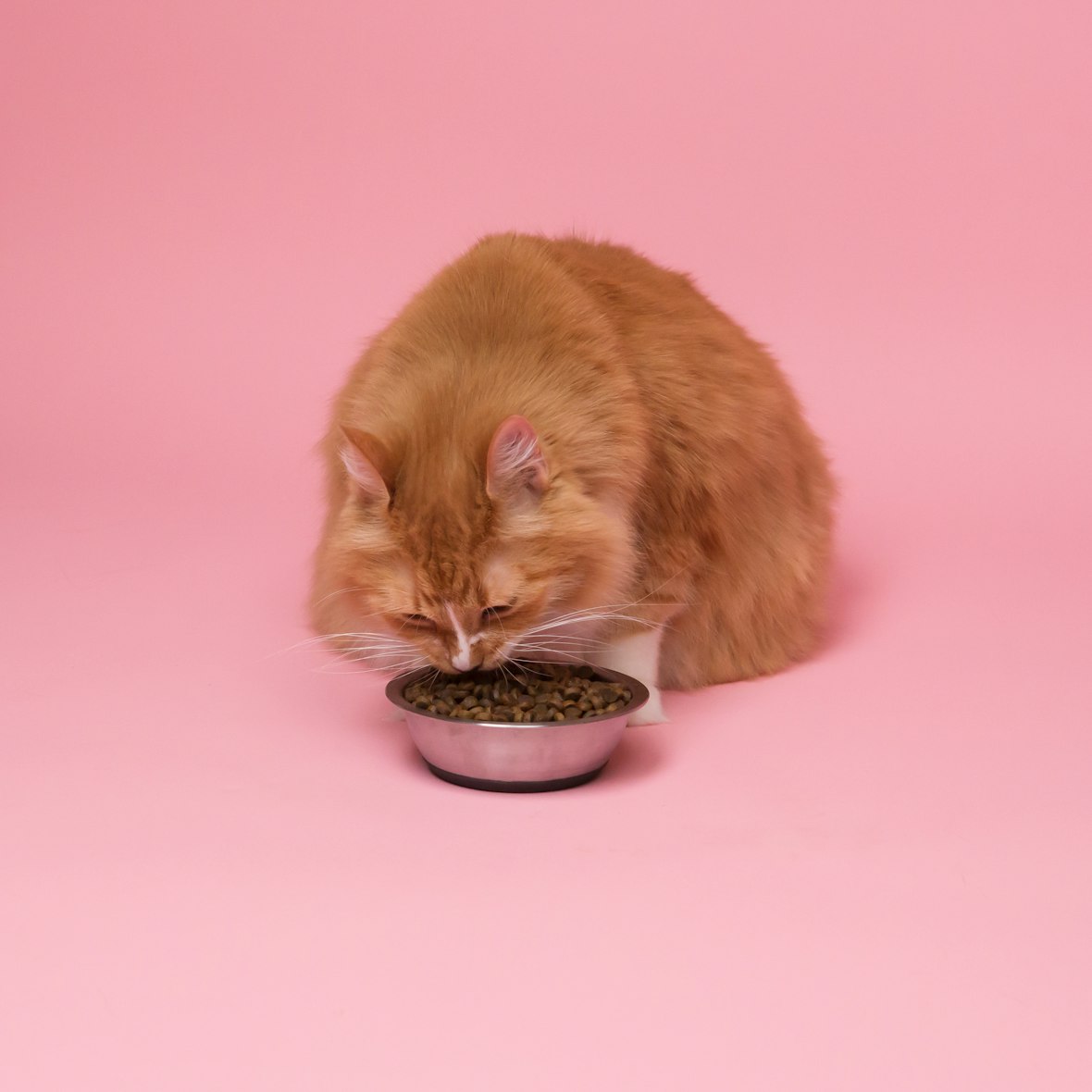 Even when indoor cats eat regularly, like this one feasting on kibble against a pink background, they still hunt wild birds and other animals.