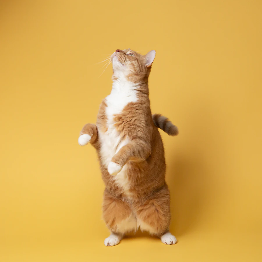 Gato laranja visto de corpo inteiro em fundo amarelo