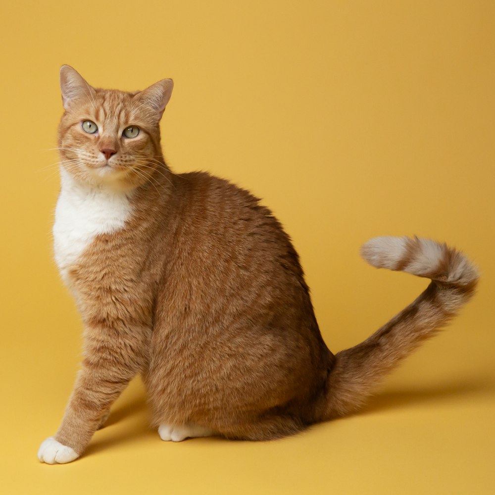 orange-weiße Tabby-Katze