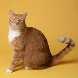 Katze