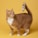 orange tabby cat on yellow surface
