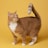 orange tabby cat on yellow surface