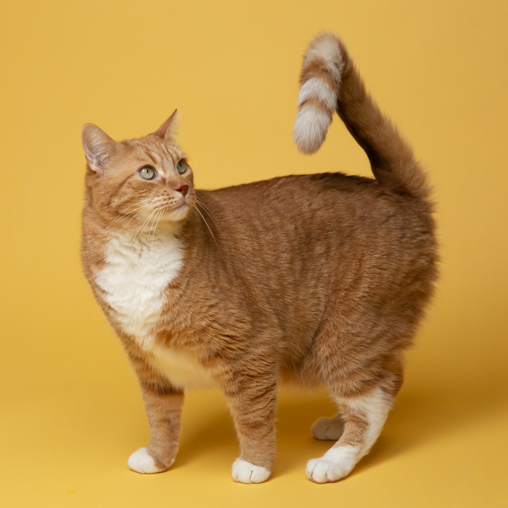 orange tabby cat on yellow surface