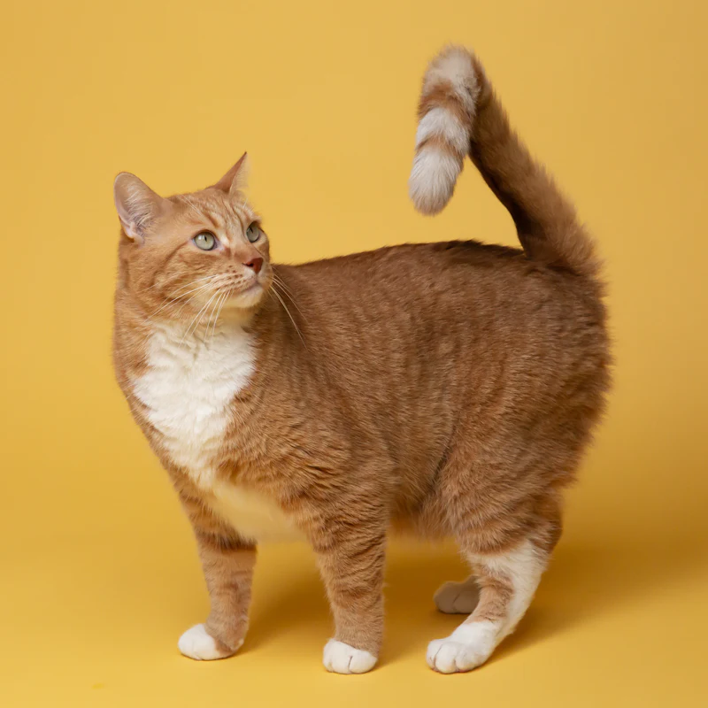 Cat Diffusers Explained: How They Work & Which to Buy