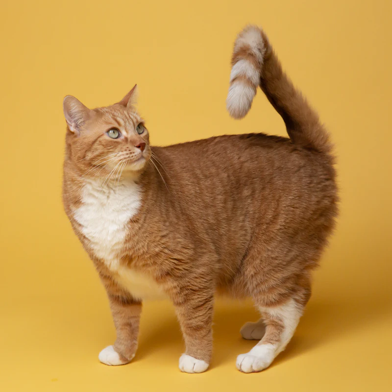Sauvetage d'une portée de chatons abandonnés