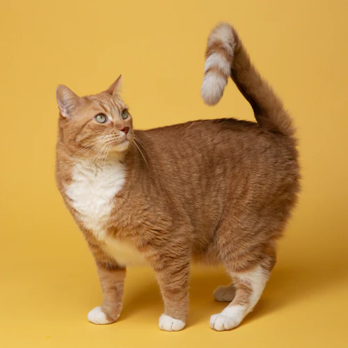 Fluffy cat