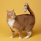 Tabby cat