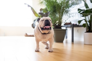 white and black short coated dog sitting on brown wooden floor