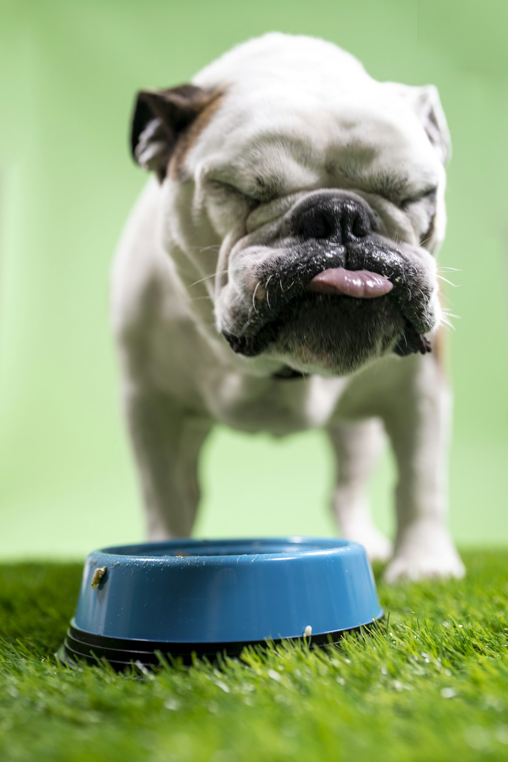 white and black short coated dog on green grass field