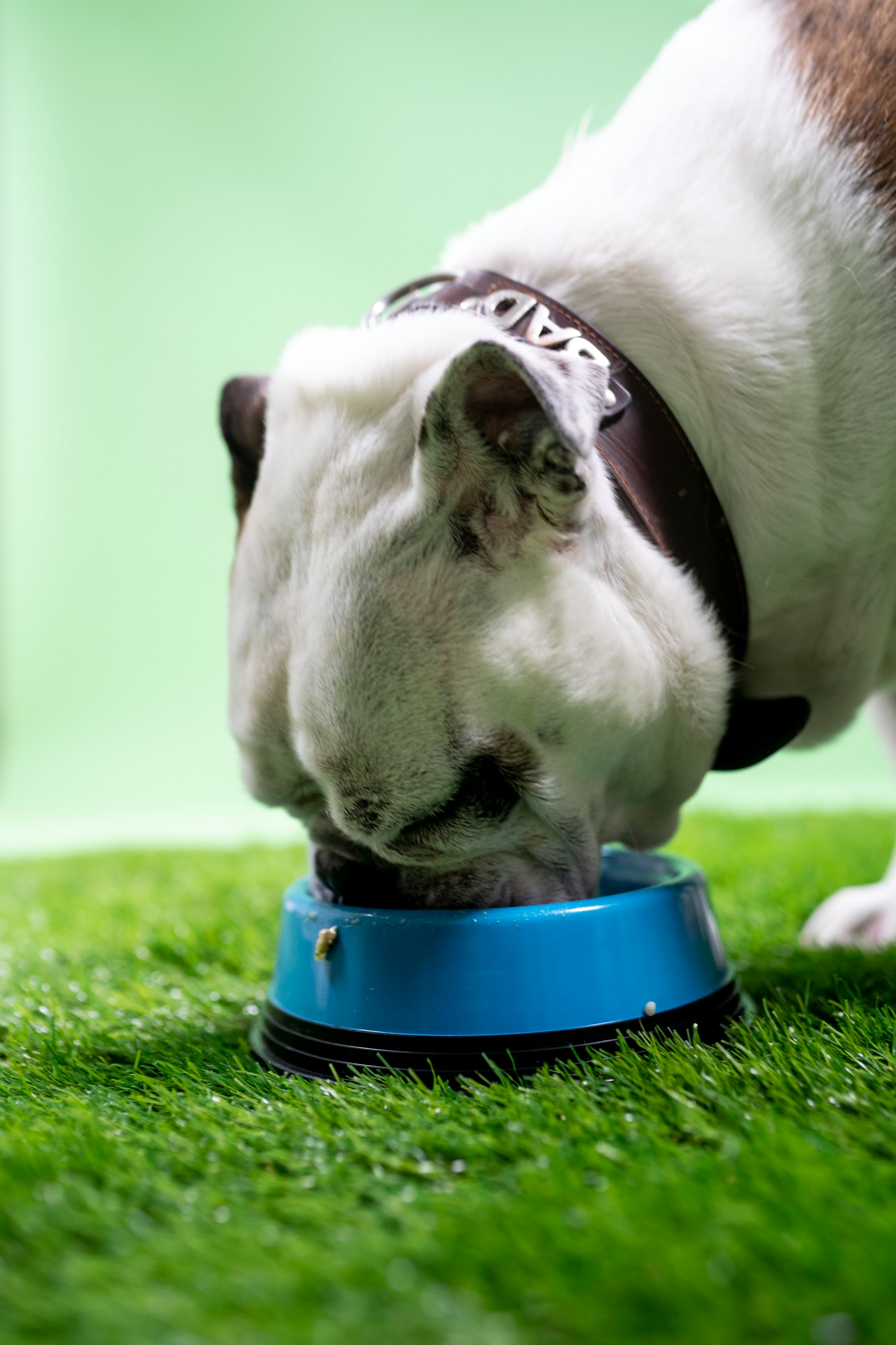 Introducing new diet to your dog: A Guide