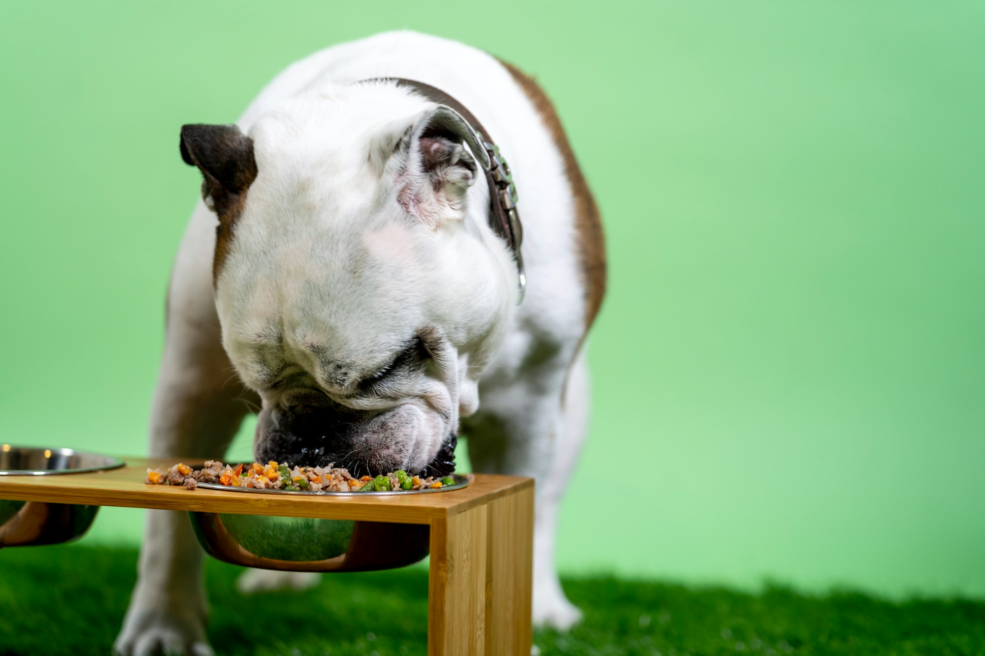  Bulldog eating Kabo foods.