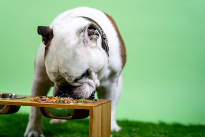 Bulldog eating dinner