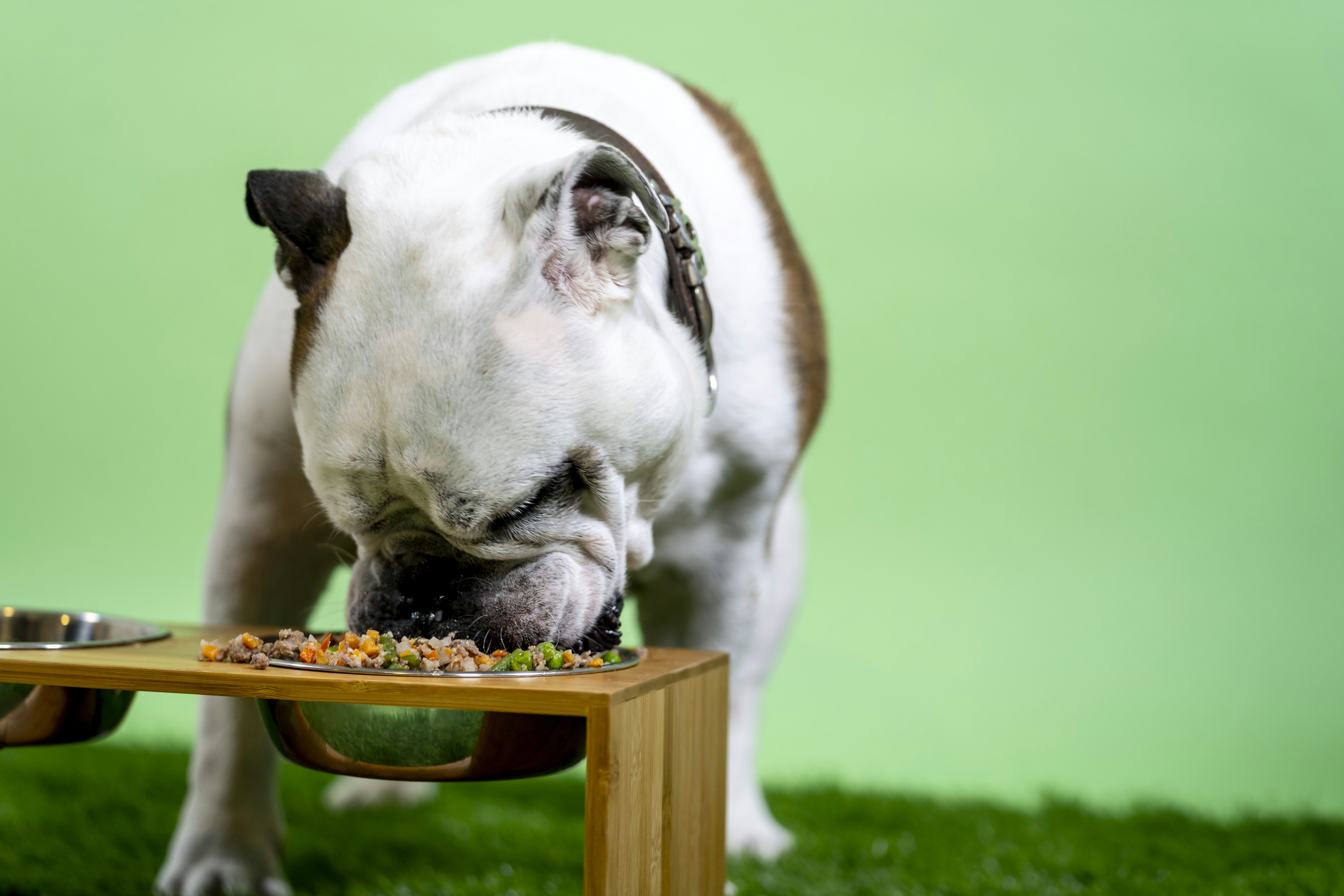 Optimal Dry Food For American Staffordshire Terriers: Balancing Nutrition And Taste