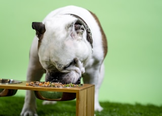 white and brown english bulldog on brown wooden table