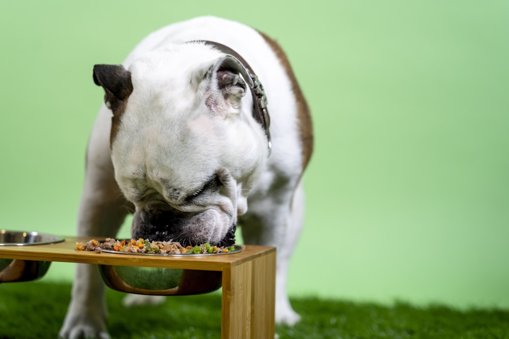 white and brown english bulldog on brown wooden table