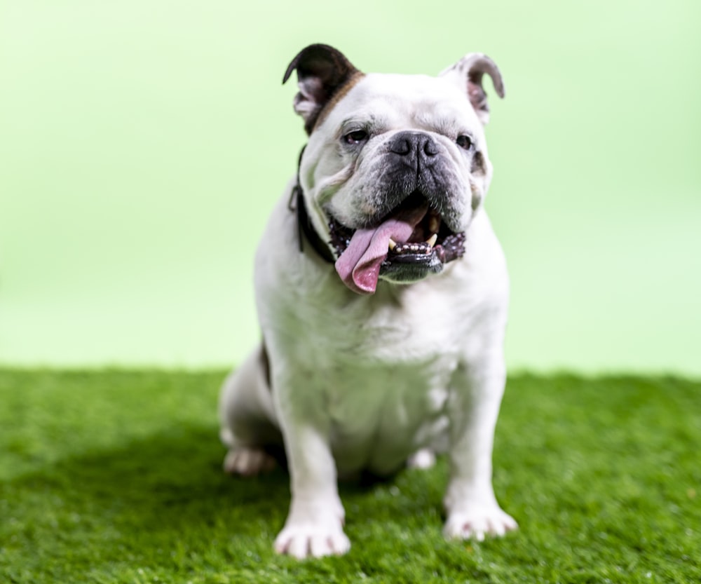 white and black english bulldog on green grass field during daytime