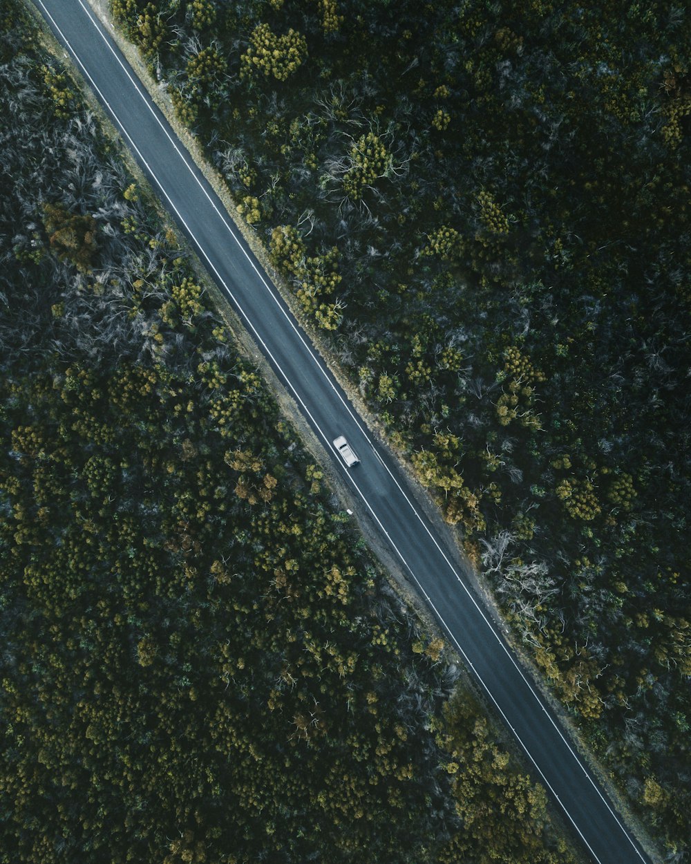 aerial view of road in between trees