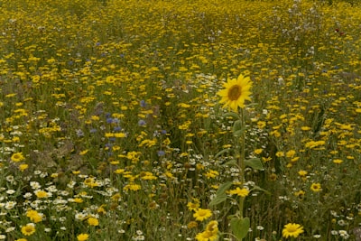 yellow flower field during daytime outstanding teams background