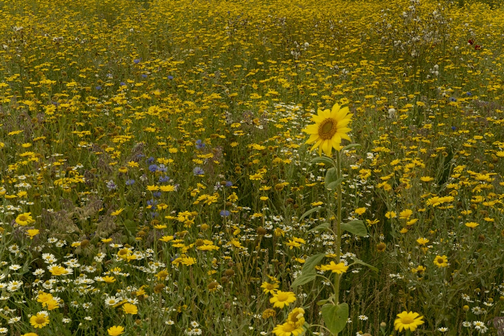 yellow flower field during daytime