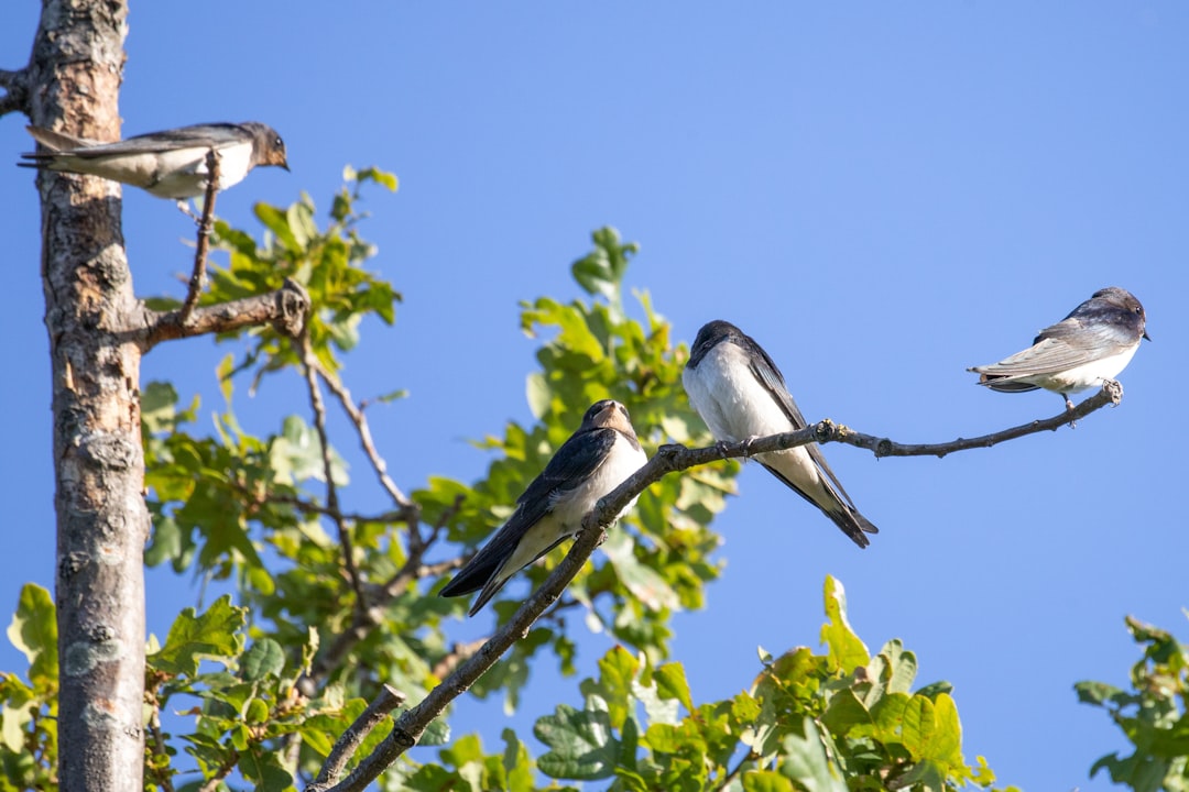 two white and black birds on tree branch during daytime