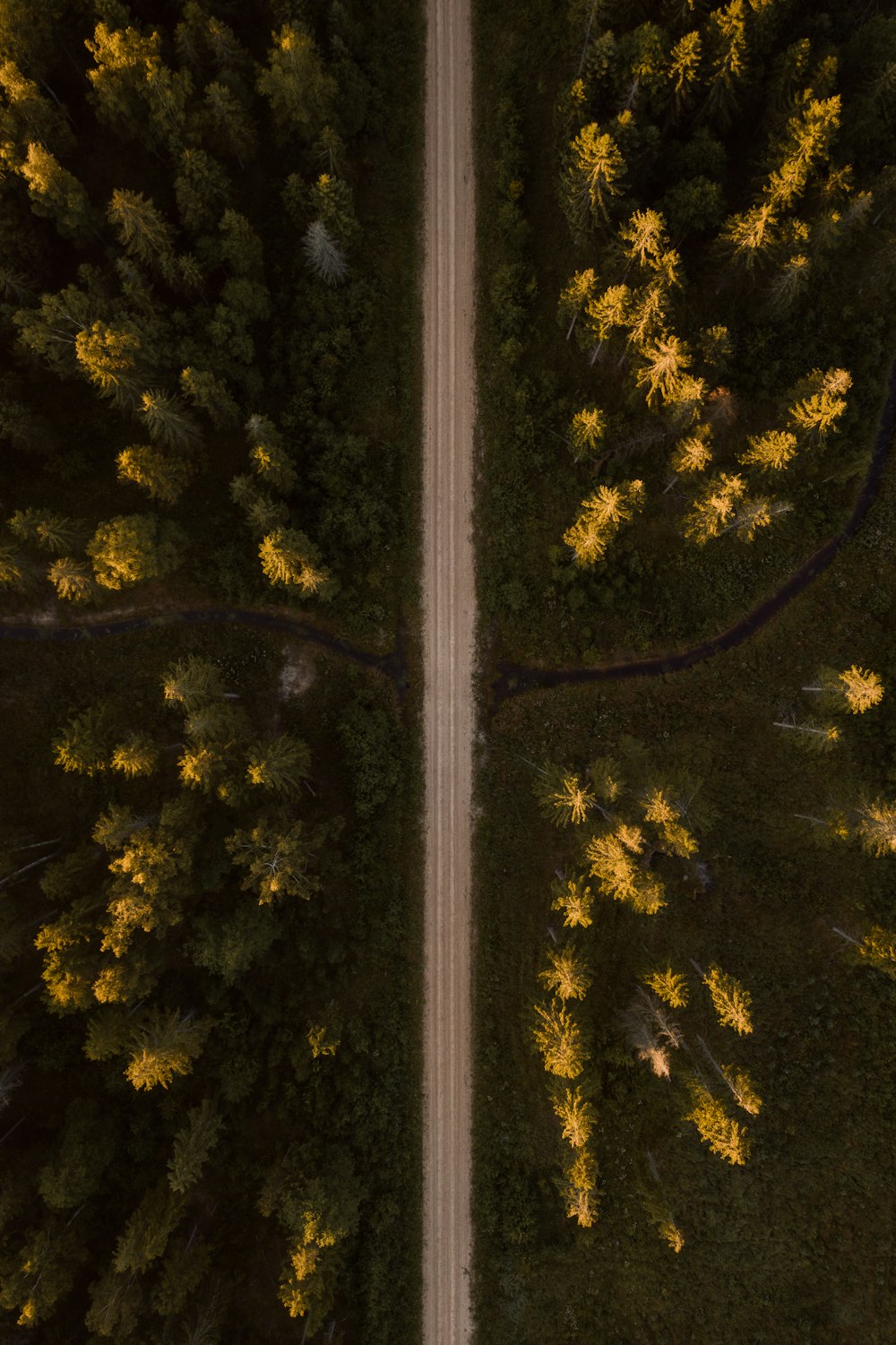 aerial view of green trees during daytime