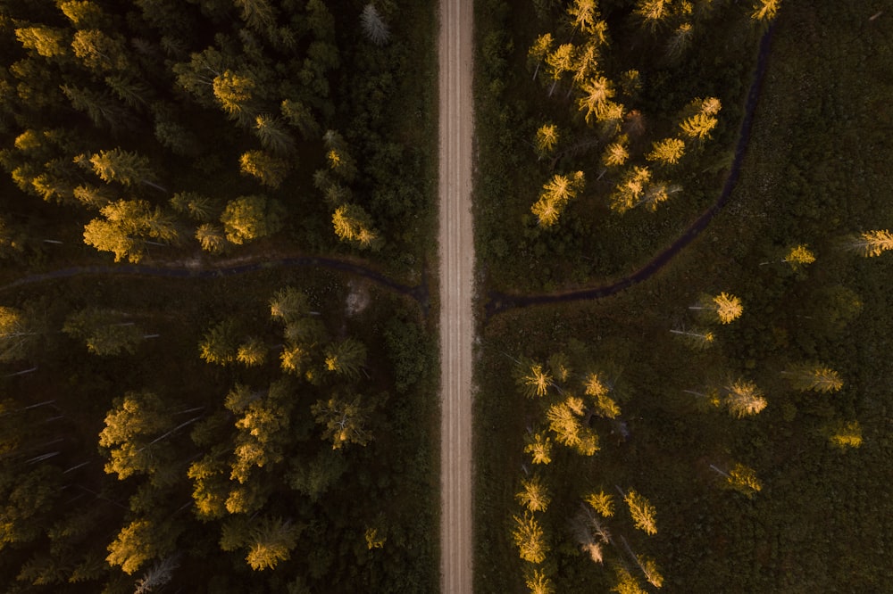 aerial view of green trees during daytime