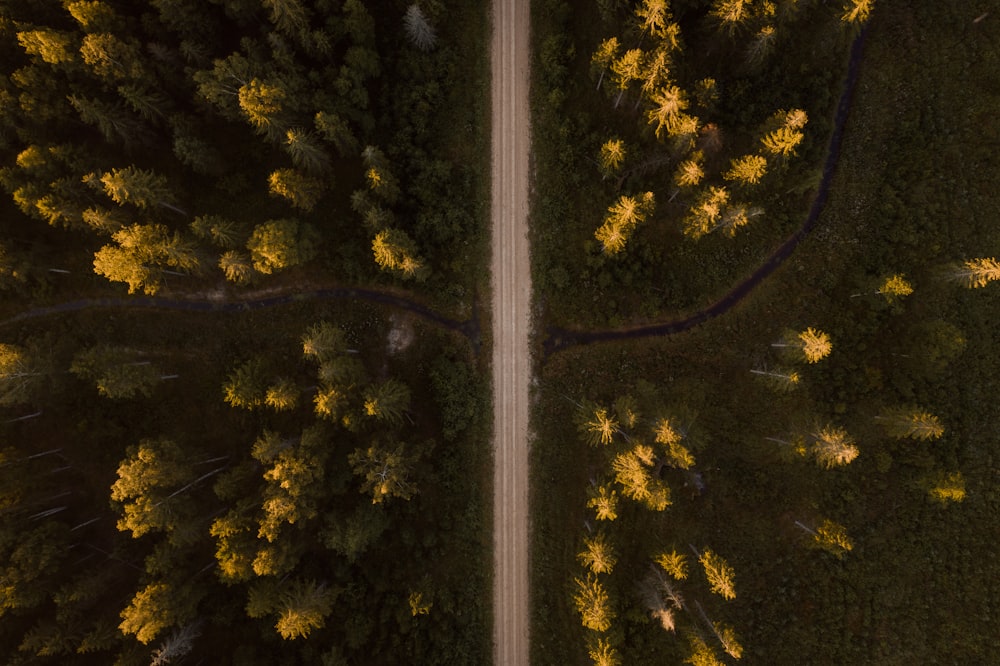 vista aérea de árvores verdes durante o dia