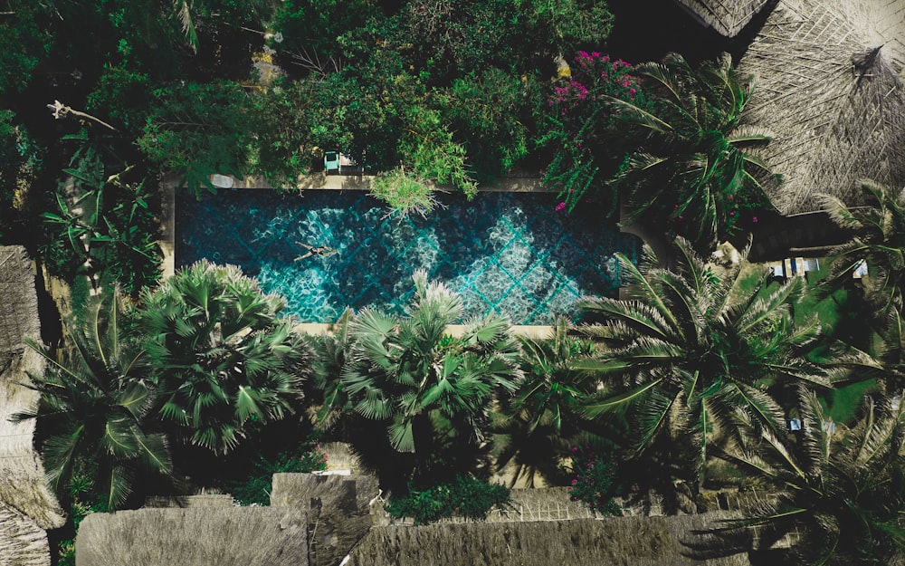 green plant near body of water during daytime