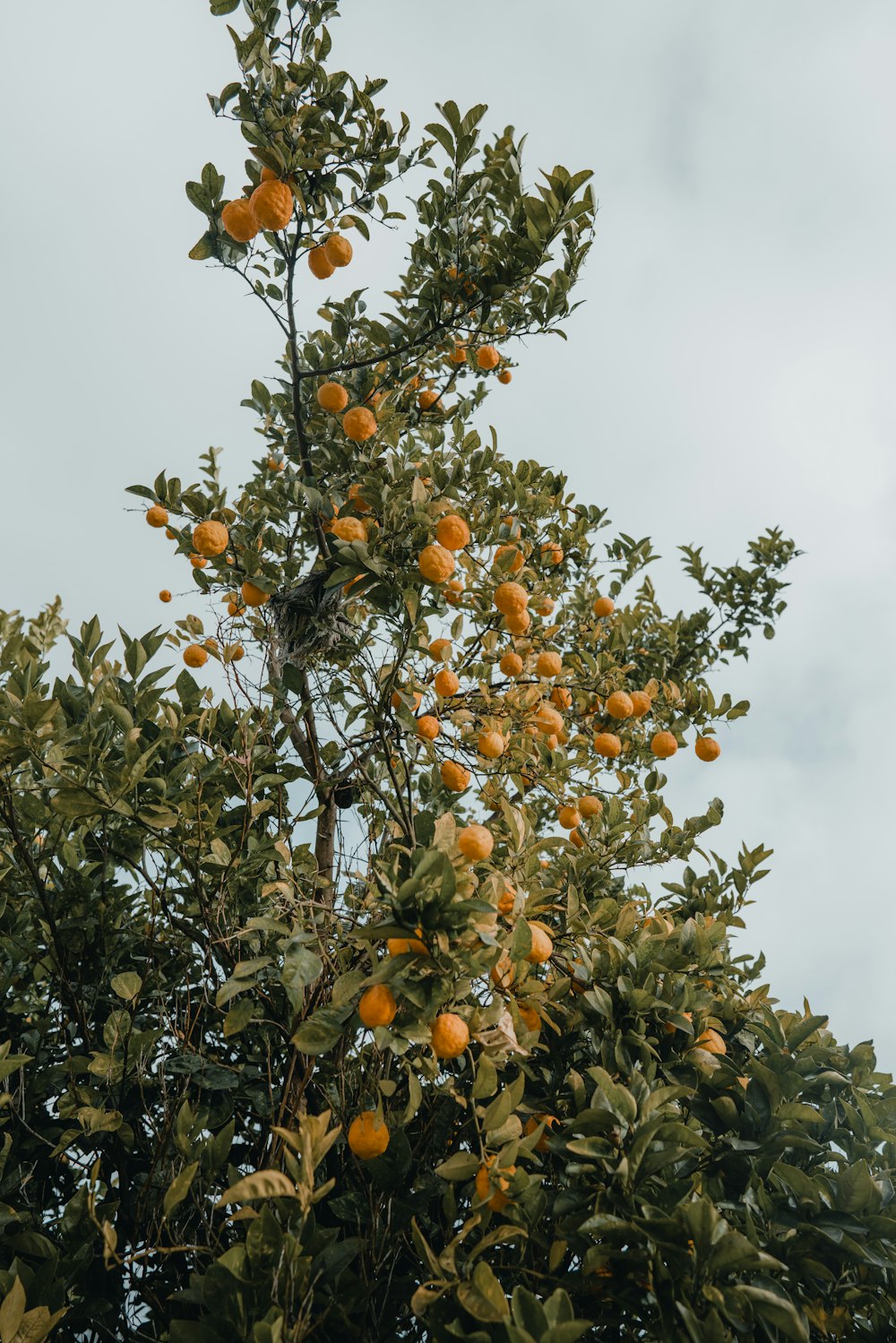 Orangenobstbaum tagsüber