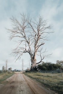 dead tree