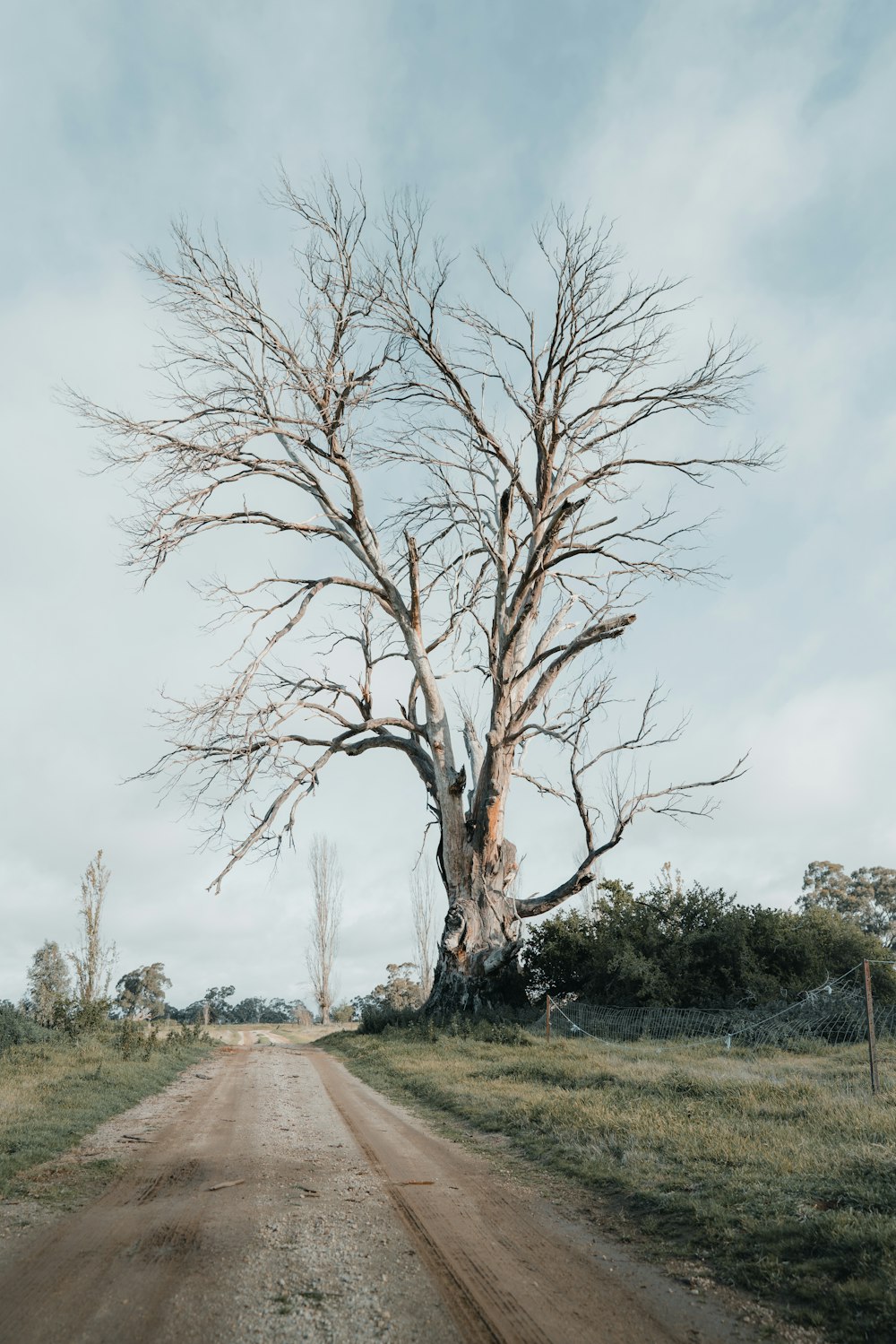 árvore sem folhas no campo verde da grama sob o céu branco