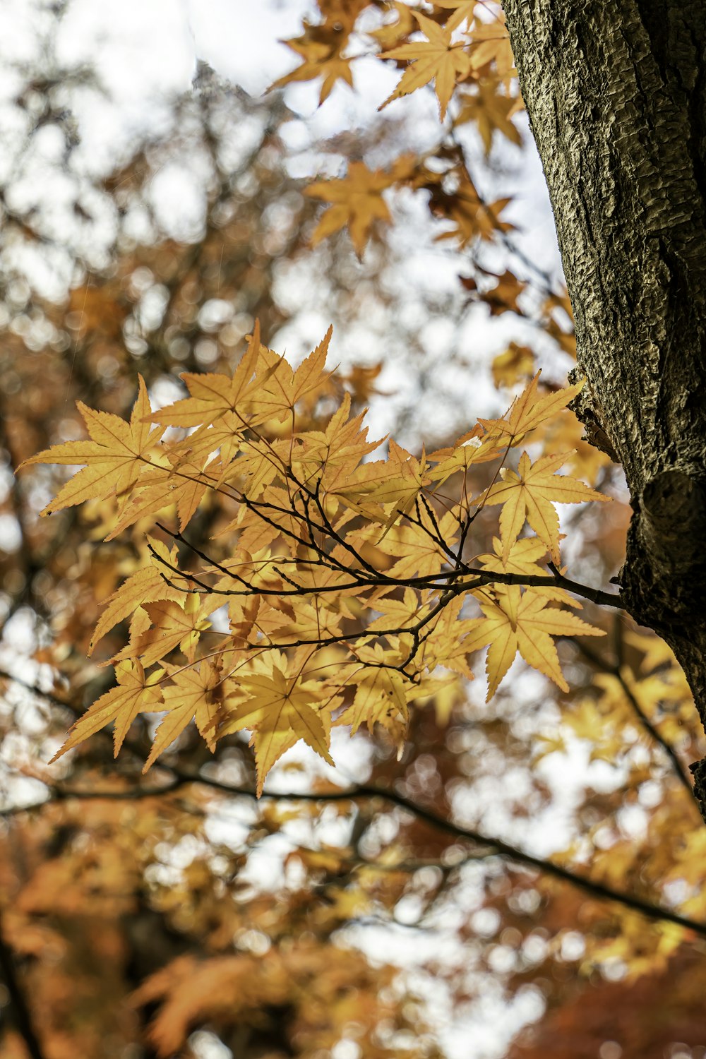 brown maple tree during daytime