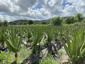 Rows of aloe vera plants growing in neat lines across the dry farm landscape.