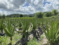 Farm workers gently harvesting mature aloe vera leaves by hand.