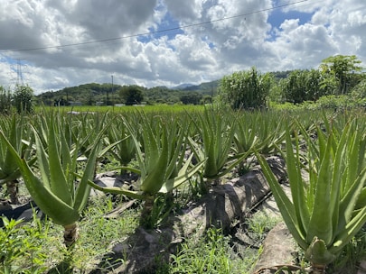 Rows of aloe vera plants growing in neat lines across the dry farm landscape.