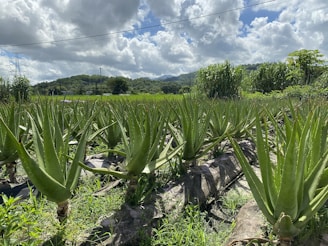 Sunlit aloe vera plants arranged in neat rows on a dry, sunny farm field.