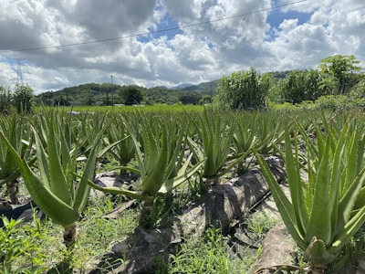 Farm workers gently harvesting mature aloe vera leaves by hand.