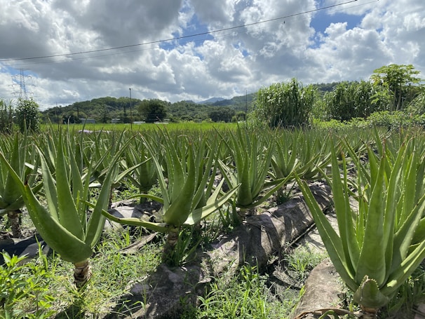 Sunlit aloe vera plants arranged in neat rows on a dry, sunny farm field.