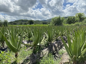A field of aloe vera plants with sharp, pointed leaves is set against a backdrop of lush greenery and rolling hills. The sky is filled with large, fluffy clouds, and a power line stretches across the scene. The plants are arranged in neat rows on a farm.