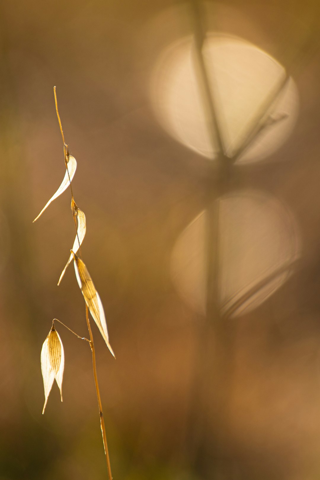 brown plant in tilt shift lens