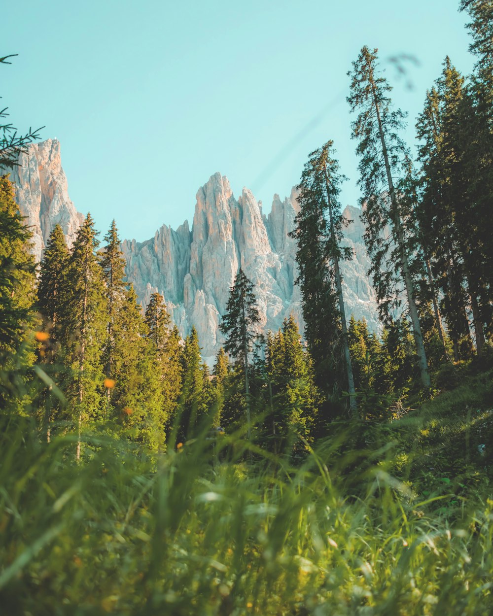 green trees near mountain under blue sky during daytime