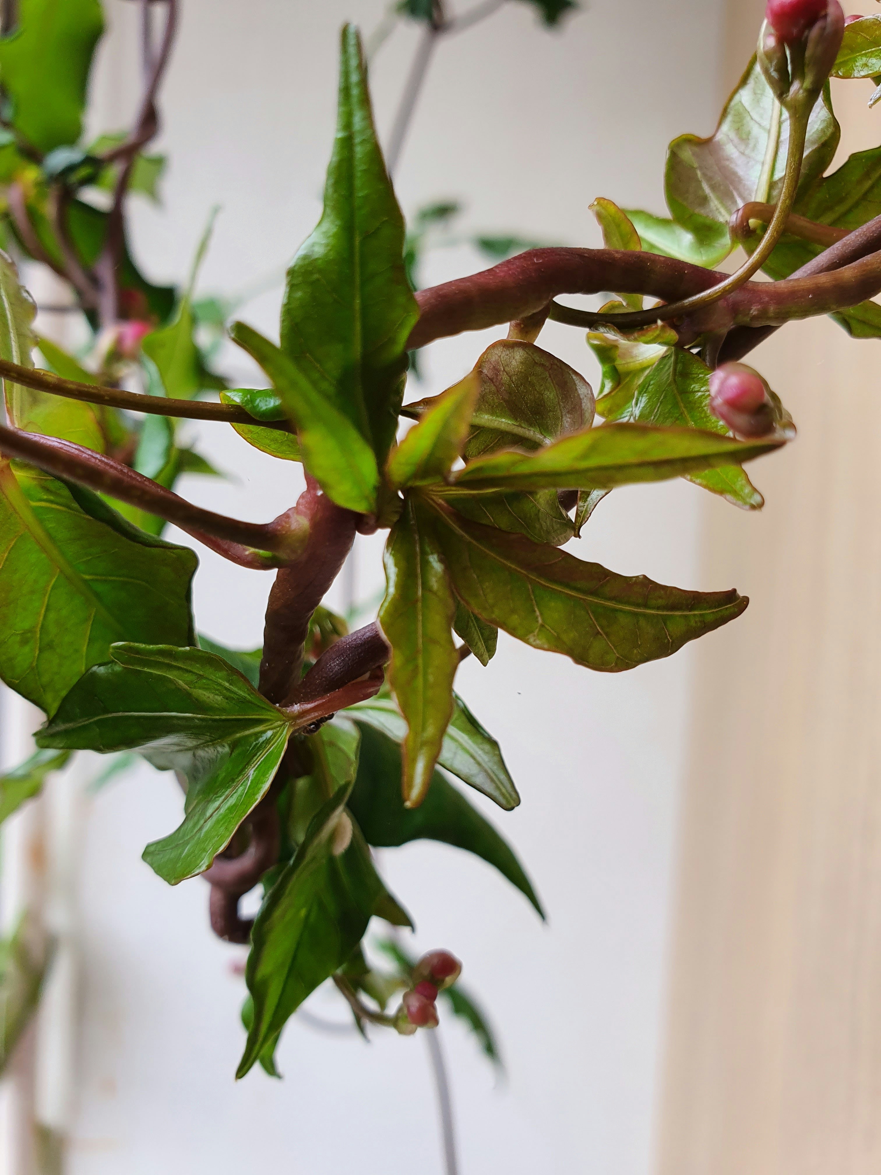 Feuilles vertes dans lentille à décalage inclinable