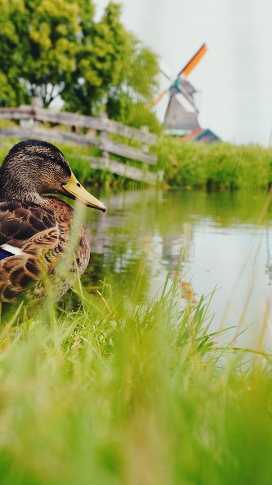 brown and black duck on green grass field near body of water during daytime in Zaanse Schans Netherlands