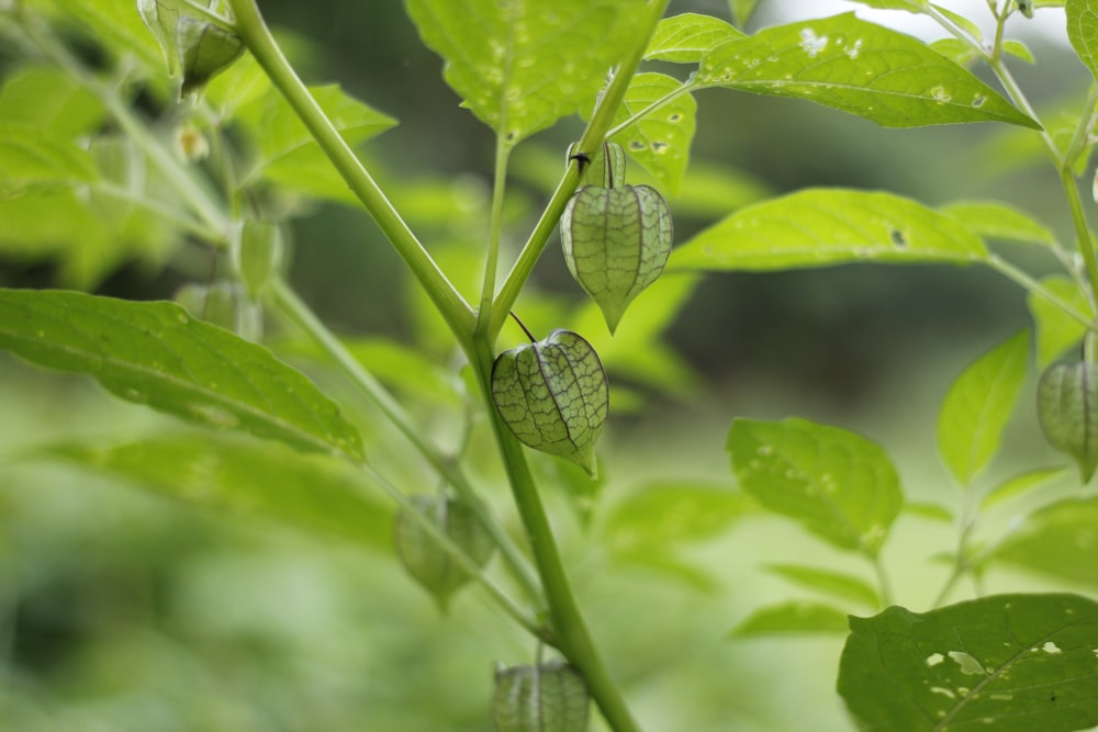 green leaf plant in close up photography